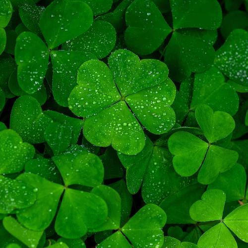 4-LEAF CLOVER