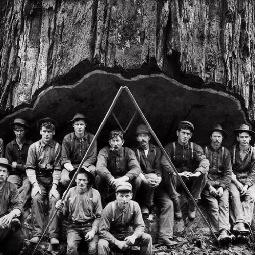 THE WOODSMEN