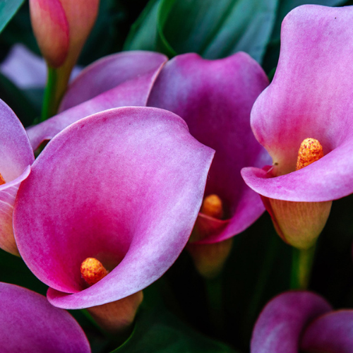 CALLA LILY