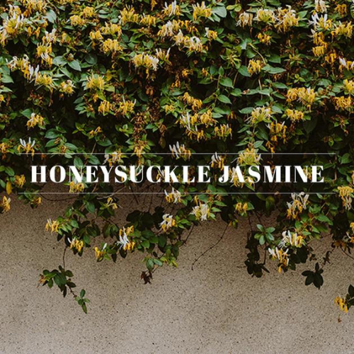 HONEYSUCKLE & JASMINE